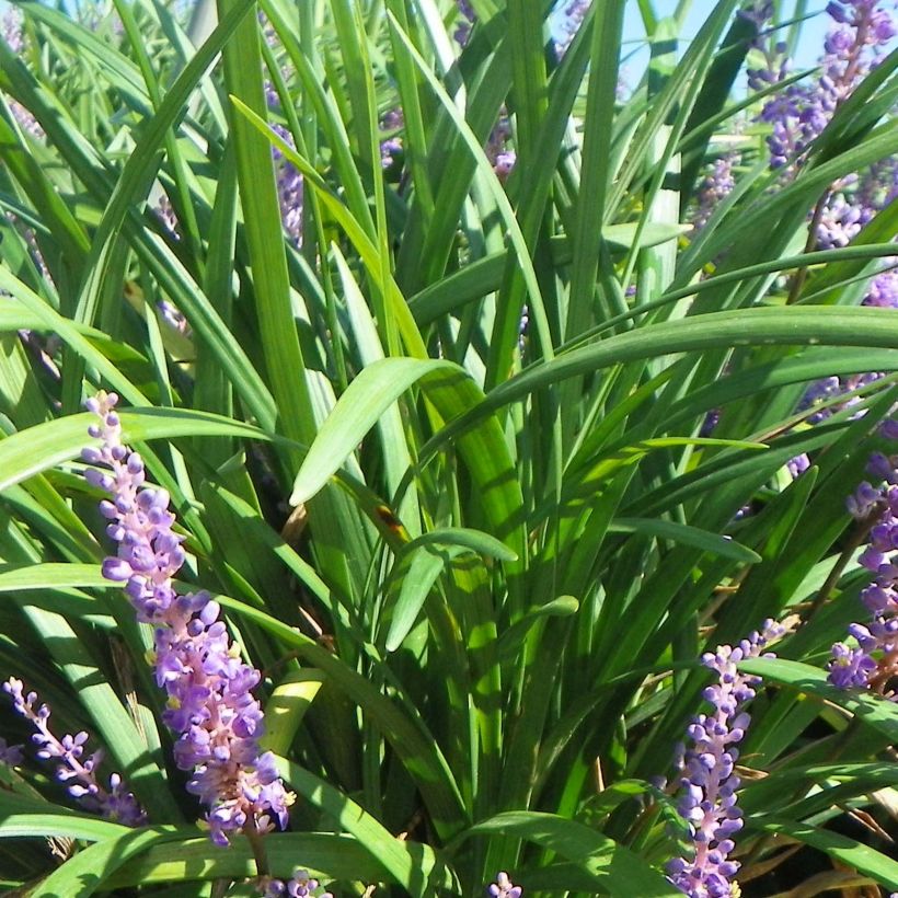 Líriope muscari Super Blue (Folhagem)