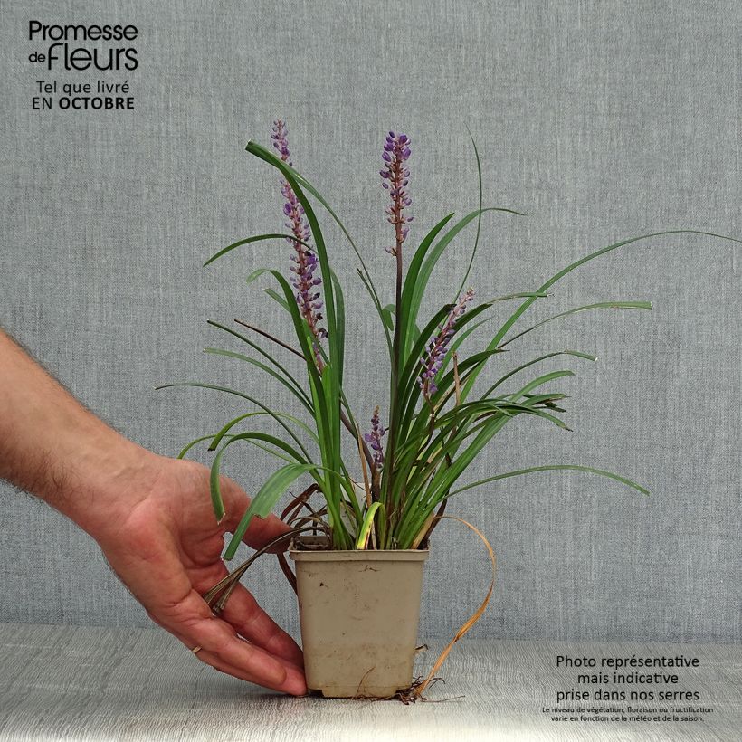 Amostra de Líriope muscari Super Blue Vaso de 8/9 cm tal como entregue no outono
