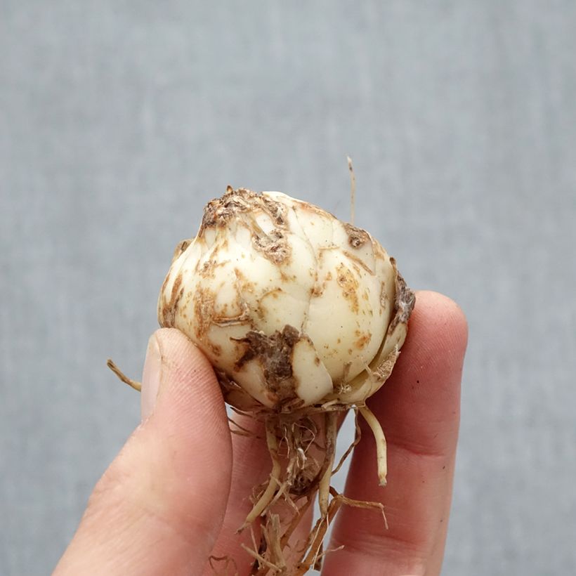 Amostra de Lis asiatique Distant Drum Bulbo size 14+ tal como entregue na primavera