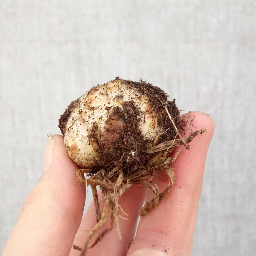 Amostra de Lírio oriental Bald Eagle Bulbo Calibre 16/18 tal como entregue na primavera