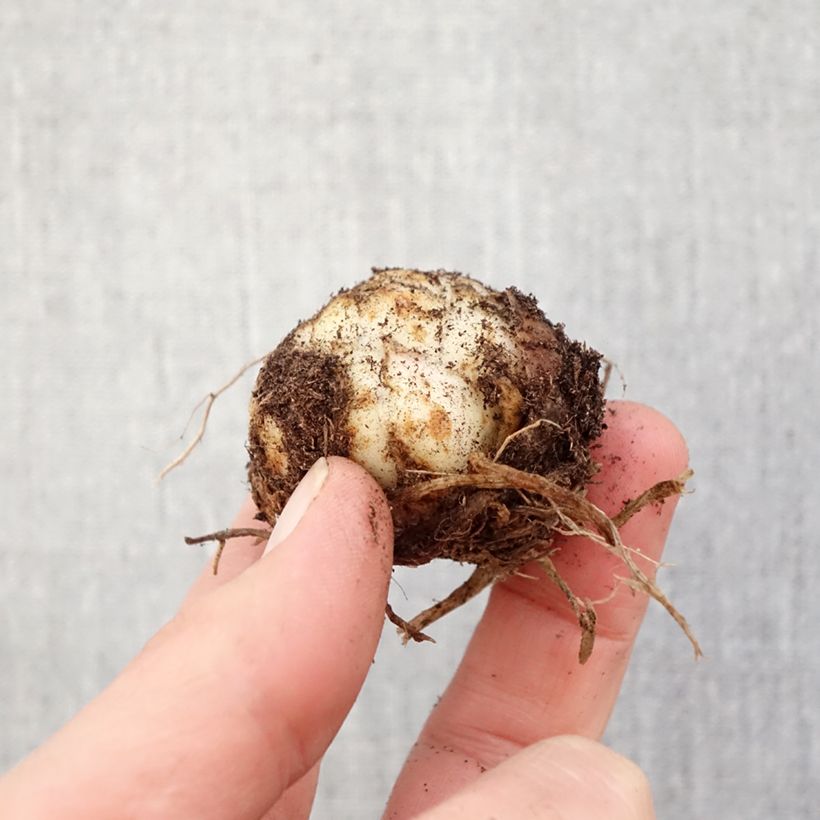 Amostra de Lírio oriental Fata Morgana Bulbo Calibre 16/18 tal como entregue na primavera