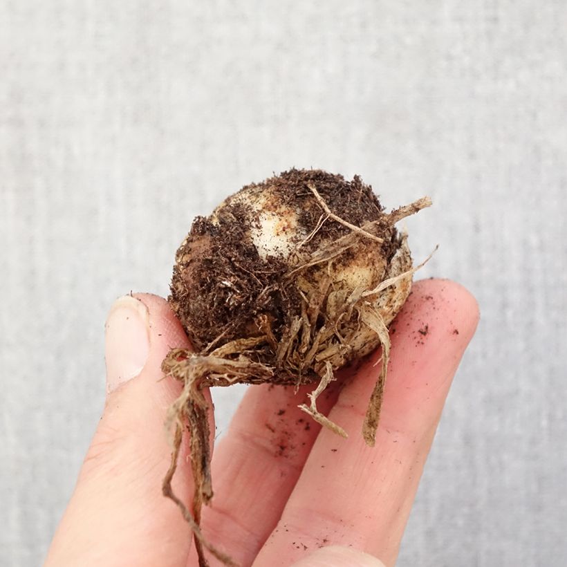 Amostra de Lírio oriental Hulk Bulbo Calibre 16/18 tal como entregue na primavera