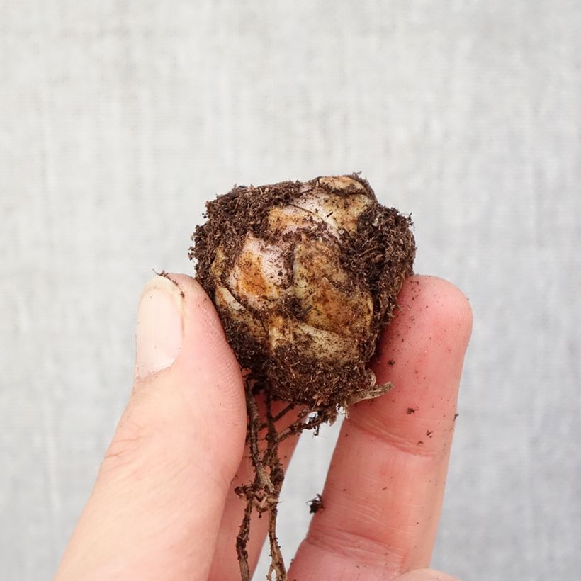 Amostra de Lírio oriental Forever Linda Bulbo Calibre 16/18 tal como entregue na primavera