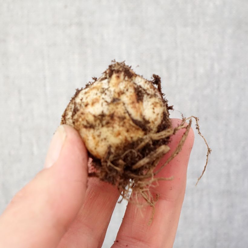 Amostra de Lírio oriental Gwen Bulbo Calibre 14+ tal como entregue na primavera