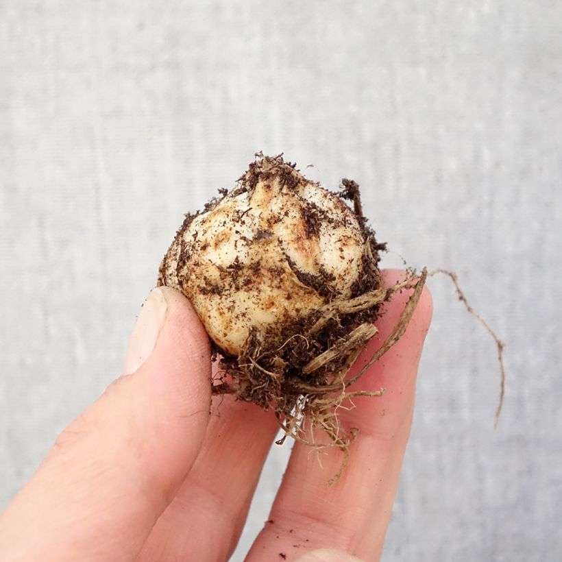 Amostra de Lírio oriental Heartstrings Bulbo Calibre 16/18 tal como entregue na primavera