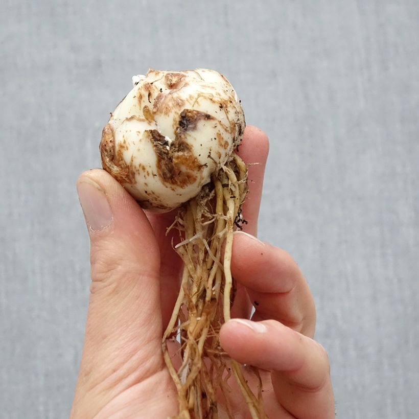 Amostra de Lis asiatique hybride - Lilium Salmon Tiger Bulbo size 16/18 tal como entregue na primavera