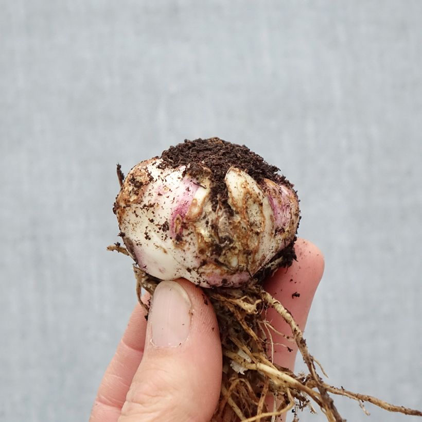 Amostra de Lírio oriental Netty's pride Bulbo Calibre 16/18 tal como entregue na primavera