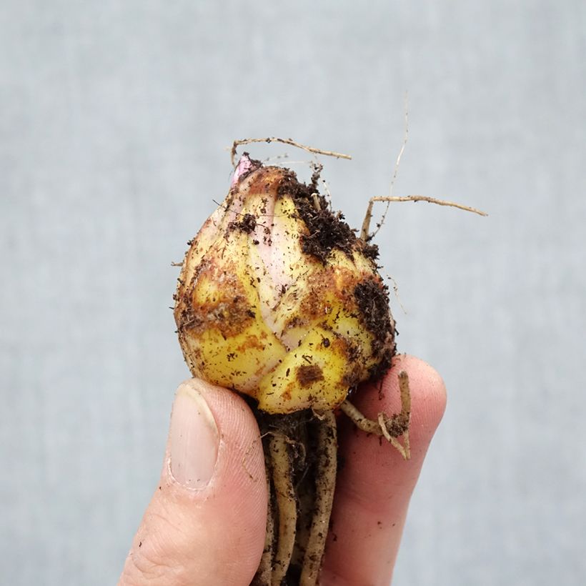 Amostra de Lis asiatique Navona Bulbo size 14/16 tal como entregue na primavera