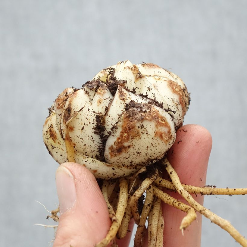 Amostra de Lis asiatique Pearl Stacey Bulbo size 18+ tal como entregue na primavera