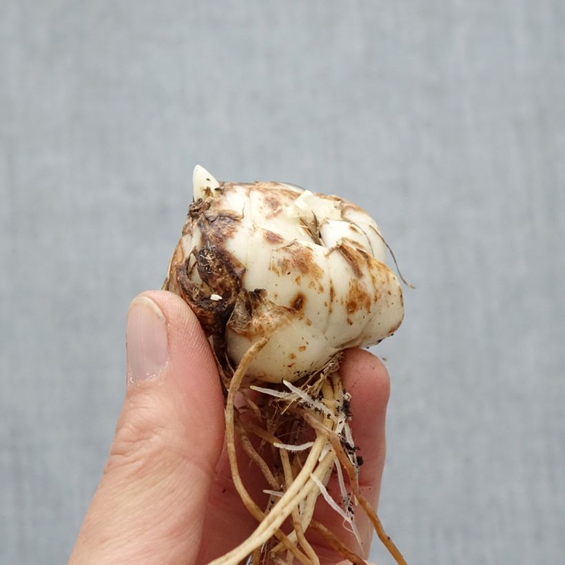 Amostra de Lis asiatique Rosella's Dream Bulbo size 16/18 tal como entregue na primavera