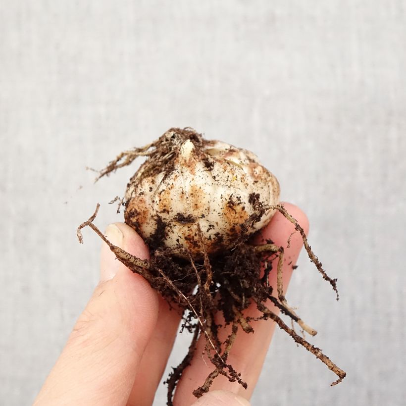 Amostra de Lírio oriental Rozalynn Bulbo Calibre 14/16 tal como entregue na primavera