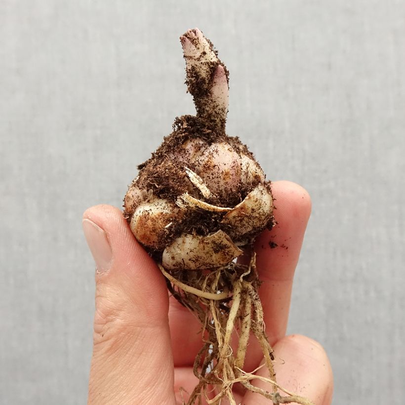 Amostra de Lis asiatique Soft Music Bulbo size 14/16 tal como entregue na primavera