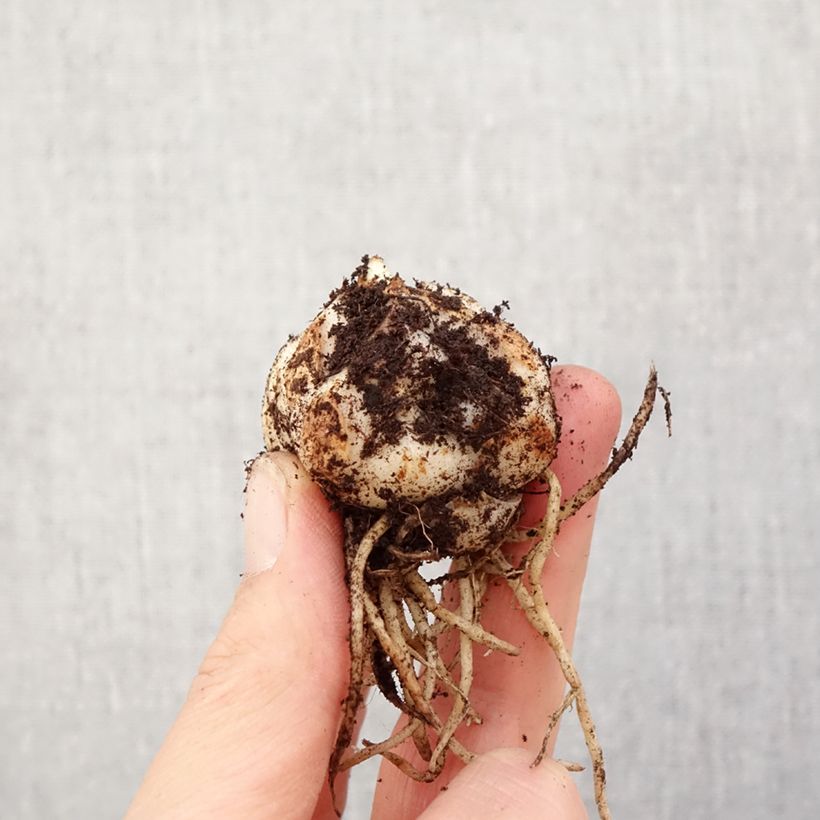 Amostra de Lírio asiático Sweet Surrender Bulbo Calibre 14/16 tal como entregue na primavera