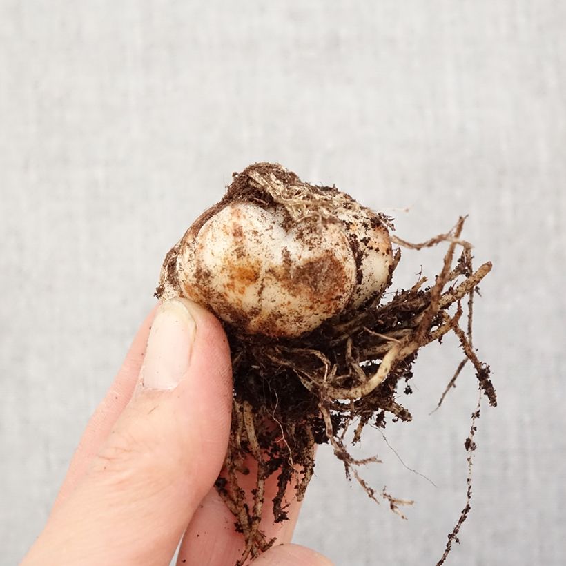 Amostra de Lírio oriental Tresor Bulbo Calibre 14/16 tal como entregue na primavera