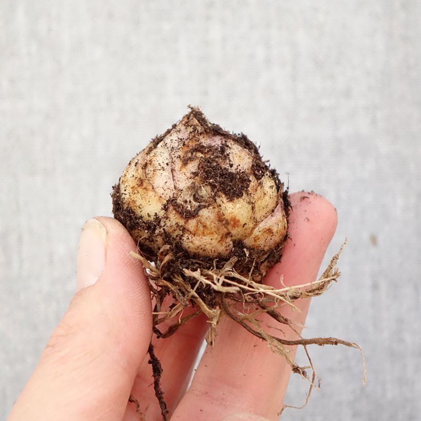 Amostra de Lírio oriental Tribal Dance Bulbo Calibre 16/18 tal como entregue na primavera