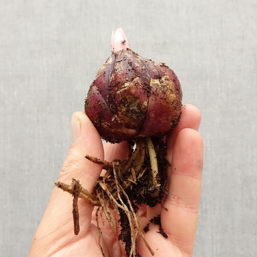 Amostra de Lis botanique henryi Bulbo size 18/20 tal como entregue na primavera