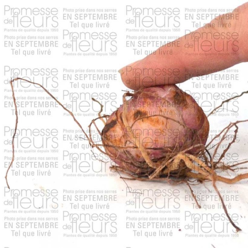 Exemplo de amostra de Lis botanique - Lilium leichtlinii Bulbo size 14/16 tal como entregue