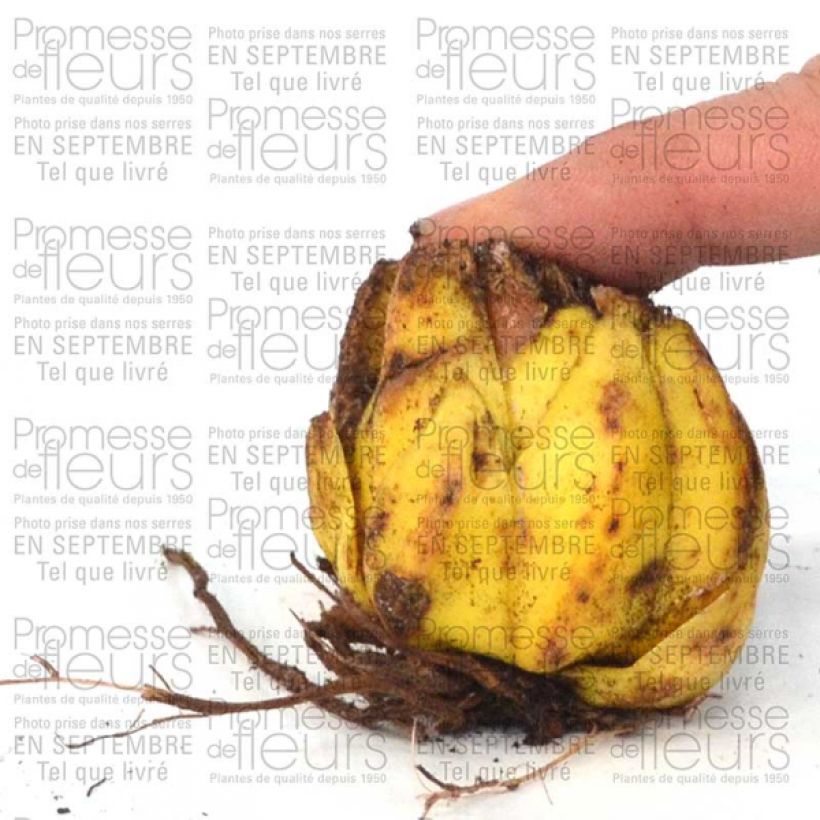 Exemplo de amostra de Lis botanique - Lilium martagon var. album (blanc) Bulbo size 16+ tal como entregue