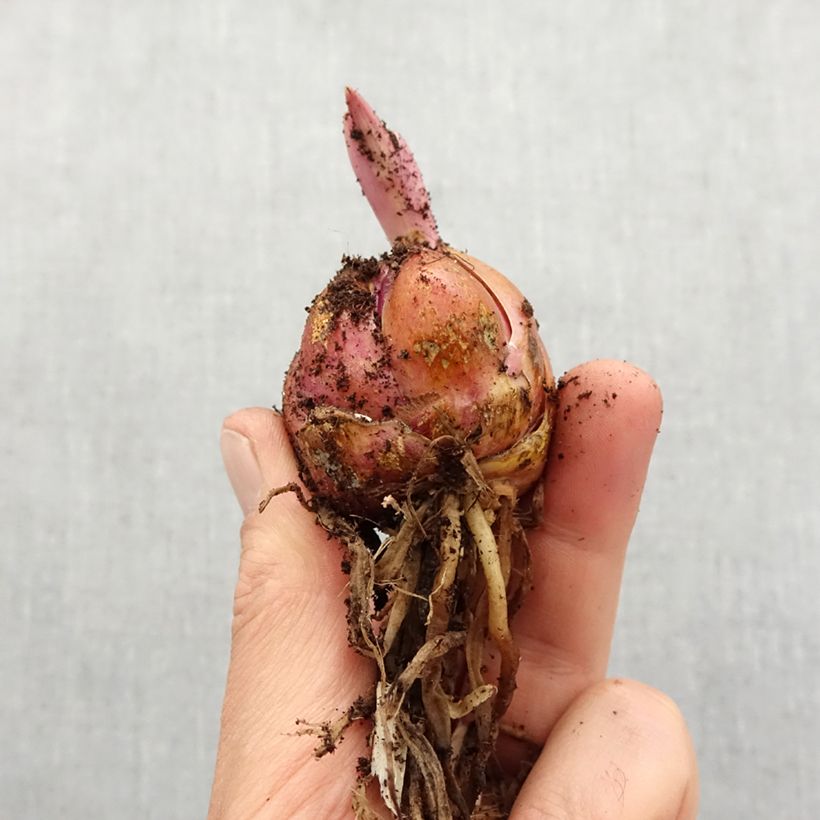 Amostra de Lis géant Lavon (Groupe oriental/Trompette) Bulbe Kaliber/Größe 16+ tal como entregue na primavera