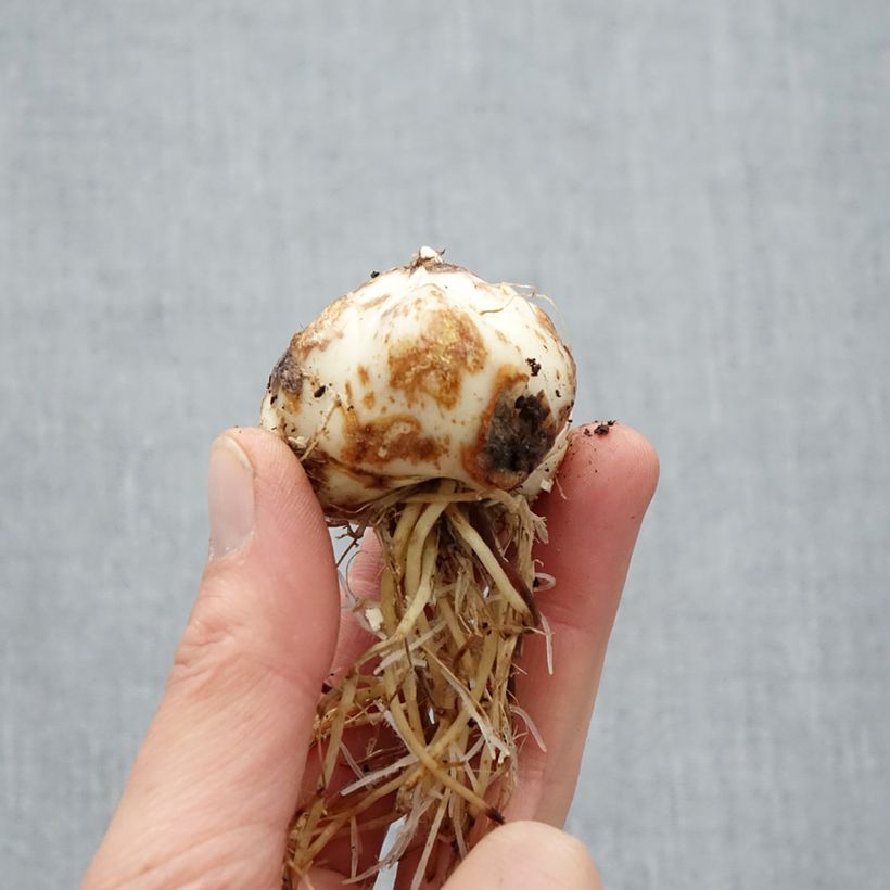 Amostra de Lis hybride asiatique - Lilium Purple Eye Bulbo size 16/18 tal como entregue na primavera