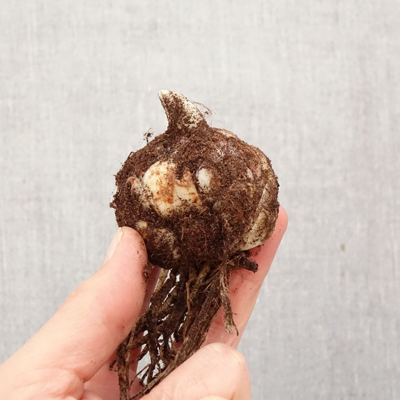 Amostra de Lírio da Páscoa Backhand Butterfly Spring Bulbo Calibre 18/20 tal como entregue na primavera