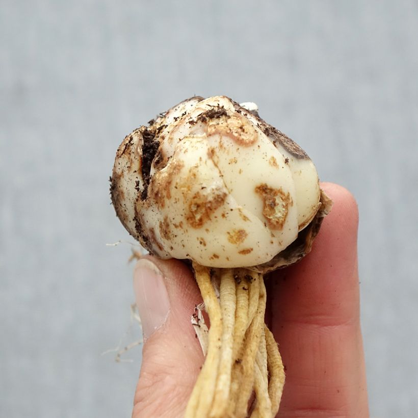 Amostra de Lis hybride Barolo Bulbe Kaliber/Größe 16/18 tal como entregue na primavera