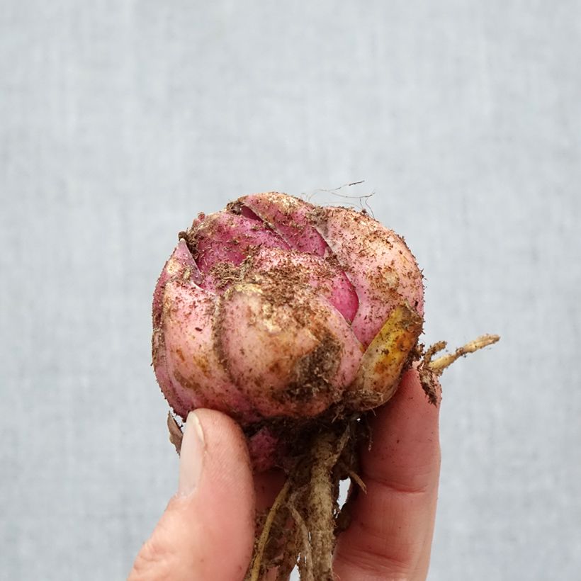 Amostra de Lis hybride Bellamonte (Oriental/Trompette) Bulbe Kaliber/Größe 18/20 tal como entregue na primavera