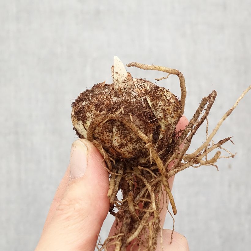 Amostra de Lírio da Páscoa Brianza Bulbo Calibre 14/16 tal como entregue na primavera