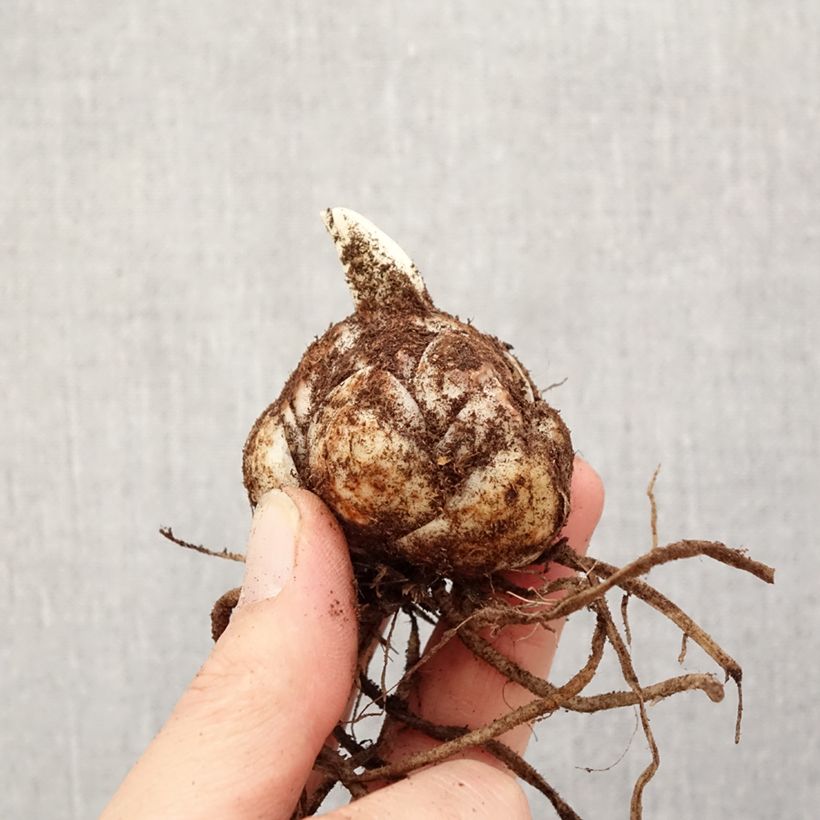 Amostra de Lírio da Páscoa Caddy Butterfly Tropic Bulbo Calibre 18/20 tal como entregue na primavera