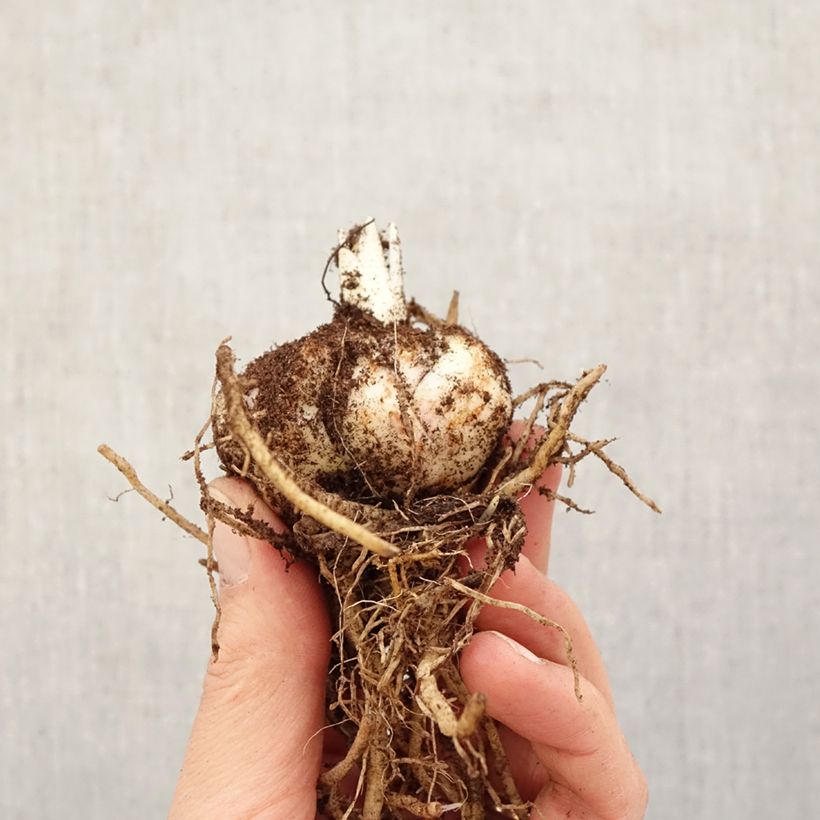 Amostra de Lírio da Páscoa Calabria Bulbo Calibre 14/16 tal como entregue na primavera