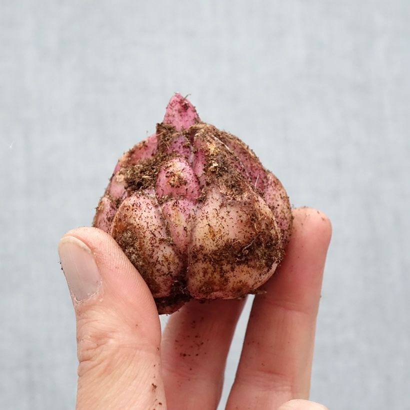 Amostra de Lis hybride Candy Club (Oriental/Trompette) Bulbe Kaliber/Größe 18/20 tal como entregue na primavera