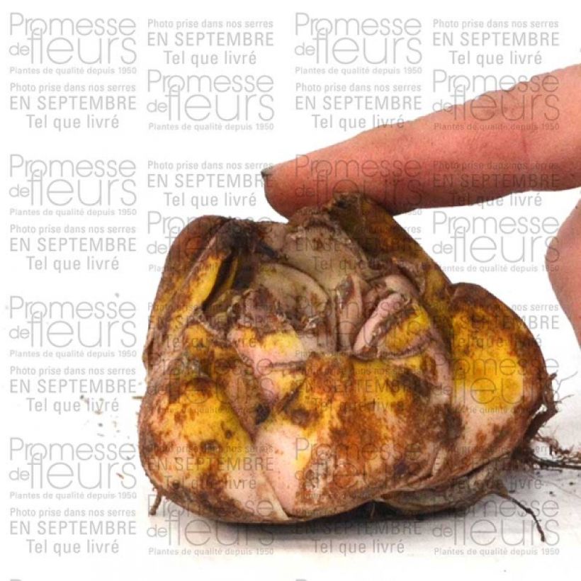 Exemplo de amostra de Lírio oriental Casablanca Bulbo Calibre 16/18 tal como entregue