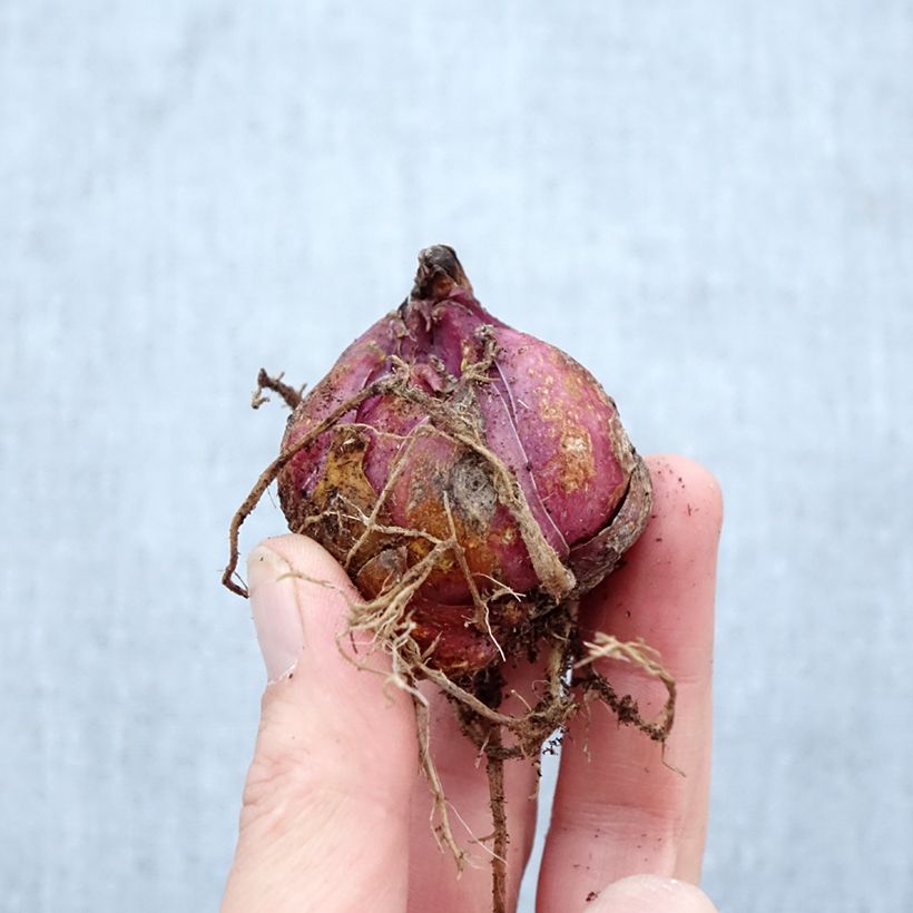 Amostra de Lírio oriental Catina® Bulbo Calibre 16/18 tal como entregue na primavera