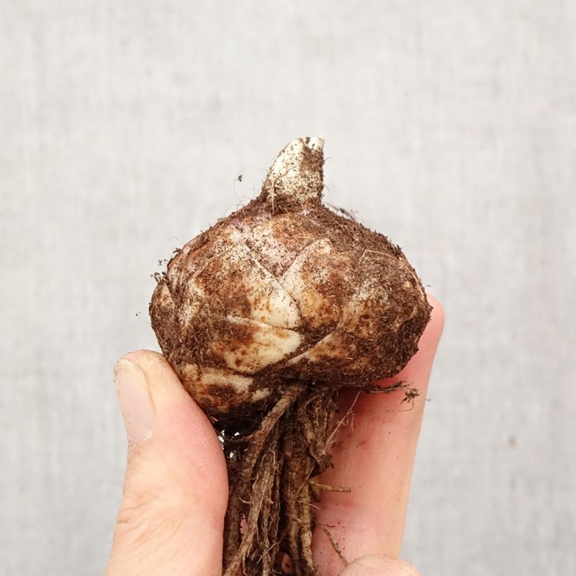 Amostra de Lírio da Páscoa Crosscourt Butterfly Luna Bulbo Calibre 18/20 tal como entregue na primavera