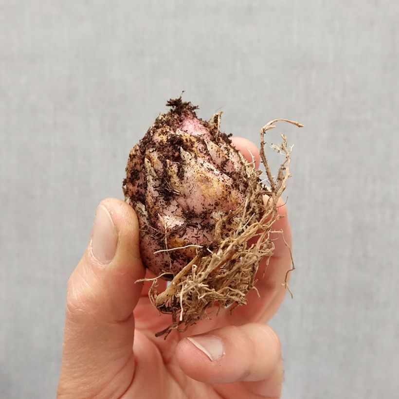 Amostra de Lis hybride de martagon Sunny Morning Bulbo size 12/14 tal como entregue na primavera