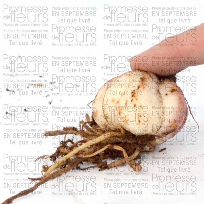 Exemplo de amostra de Lis hybride double Spring Pink NU Bulbo size 16+ tal como entregue