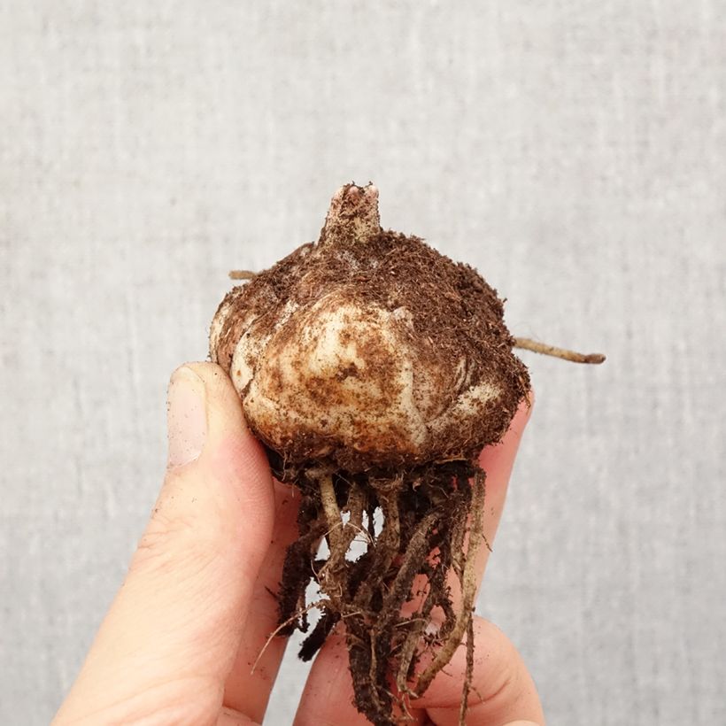 Amostra de Lírio da Páscoa El Divo Bulbo Calibre 18/20 tal como entregue na primavera