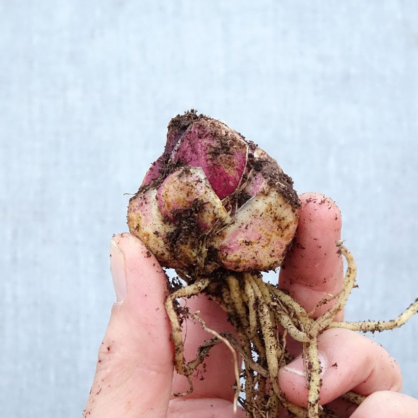 Amostra de Lírio oriental Empoli Bulbo Calibre 16+ tal como entregue na primavera