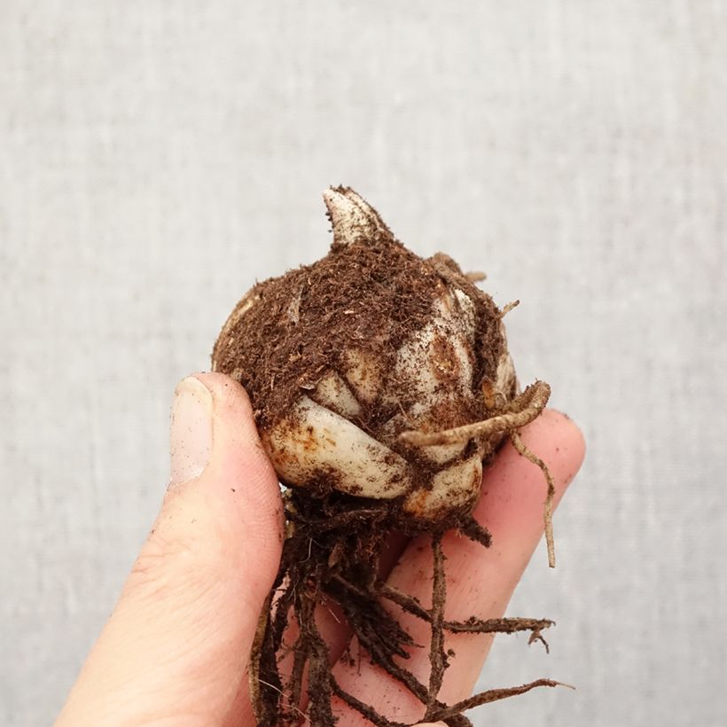 Amostra de Lírio oriental Foxley Bulbo Calibre 18/20 tal como entregue na primavera