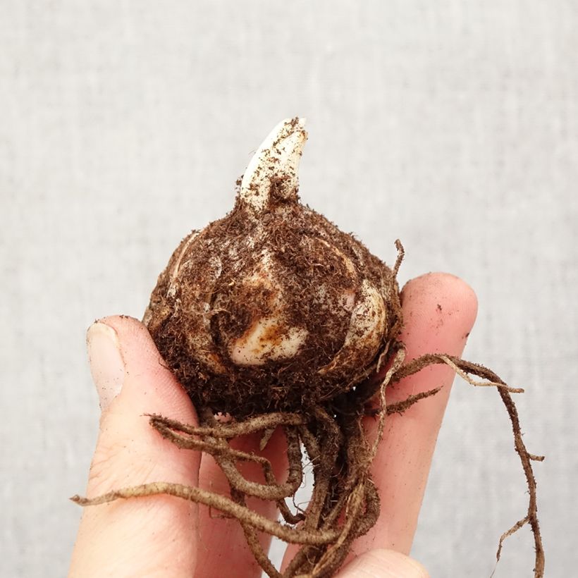 Amostra de Lírio oriental Fuenta Bulbo Calibre 18/20 tal como entregue na primavera
