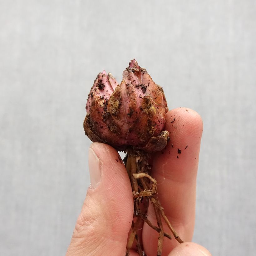 Amostra de Lis hybride Fusion - Lilium (x) pardalinum Bulbo size 14/16 tal como entregue na primavera