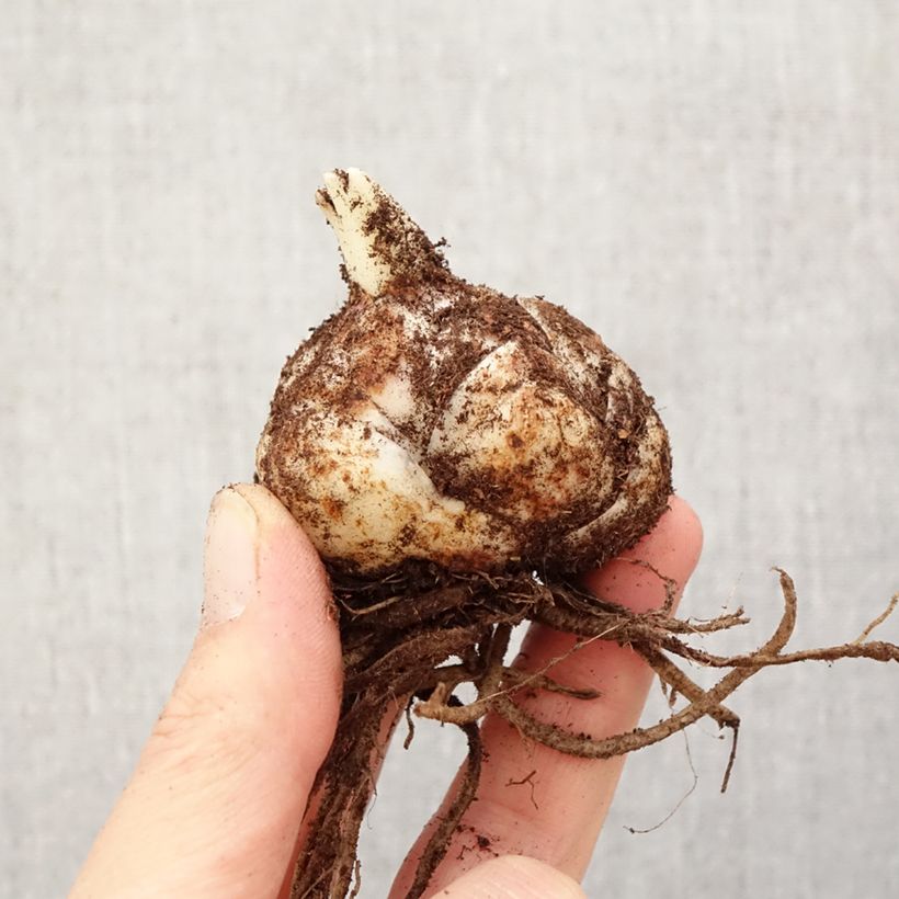 Amostra de Lírio oriental Kesla Bulbo Calibre 18/20 tal como entregue na primavera