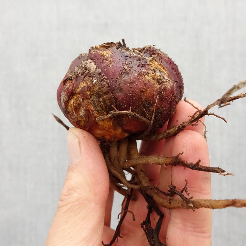 Amostra de Lis hybride Leslie Woodriff Bulbe Kaliber/Größe 16 tal como entregue na primavera