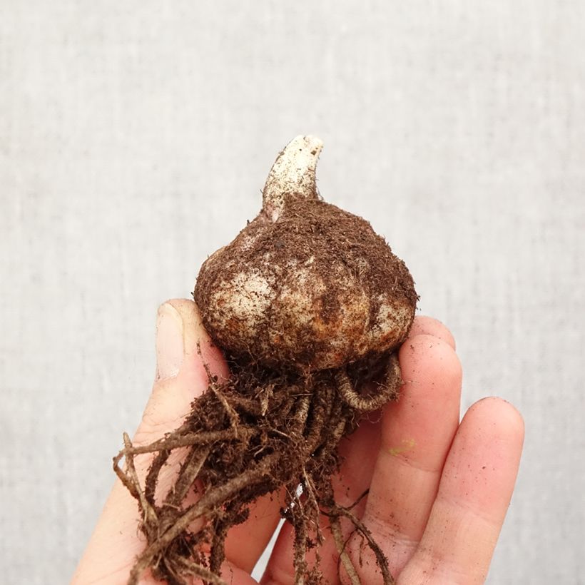 Amostra de Lis hybride Longwood (Groupe Longiflorum/Asiatique) Bulbe tal como entregue na primavera