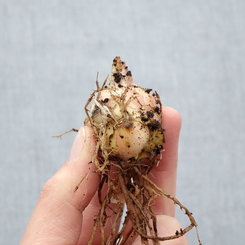 Amostra de Lis hybride Médusa Bulbo size 16 tal como entregue na primavera