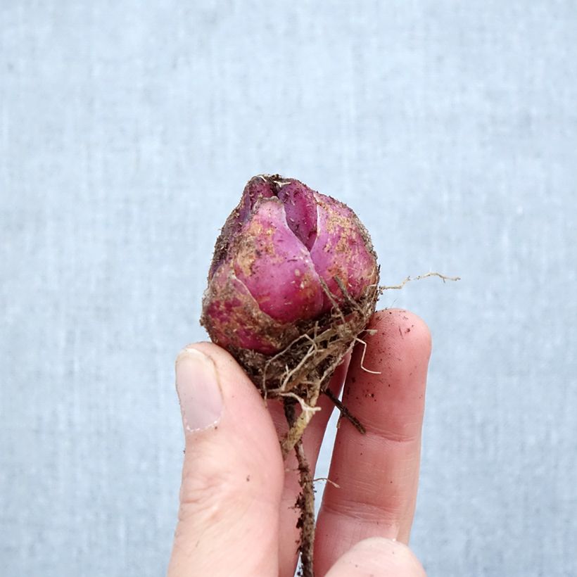 Amostra de Lírio oriental Orfeo® Bulbo Calibre 16/18 tal como entregue na primavera