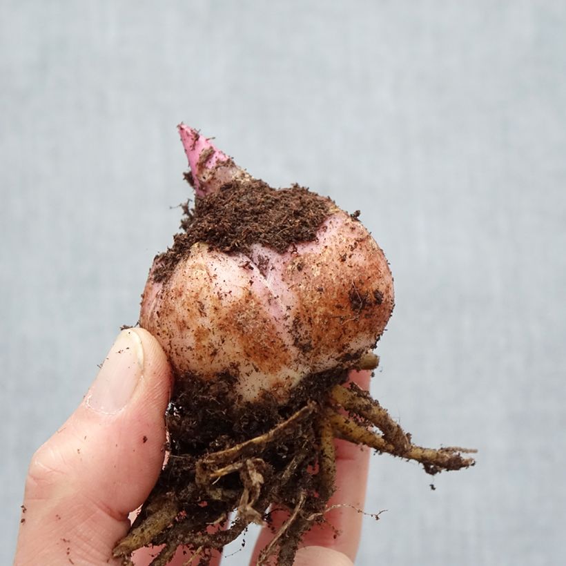 Amostra de Lis hybride oriental Bellville Bulbe Kaliber/Größe 18/20 tal como entregue na primavera