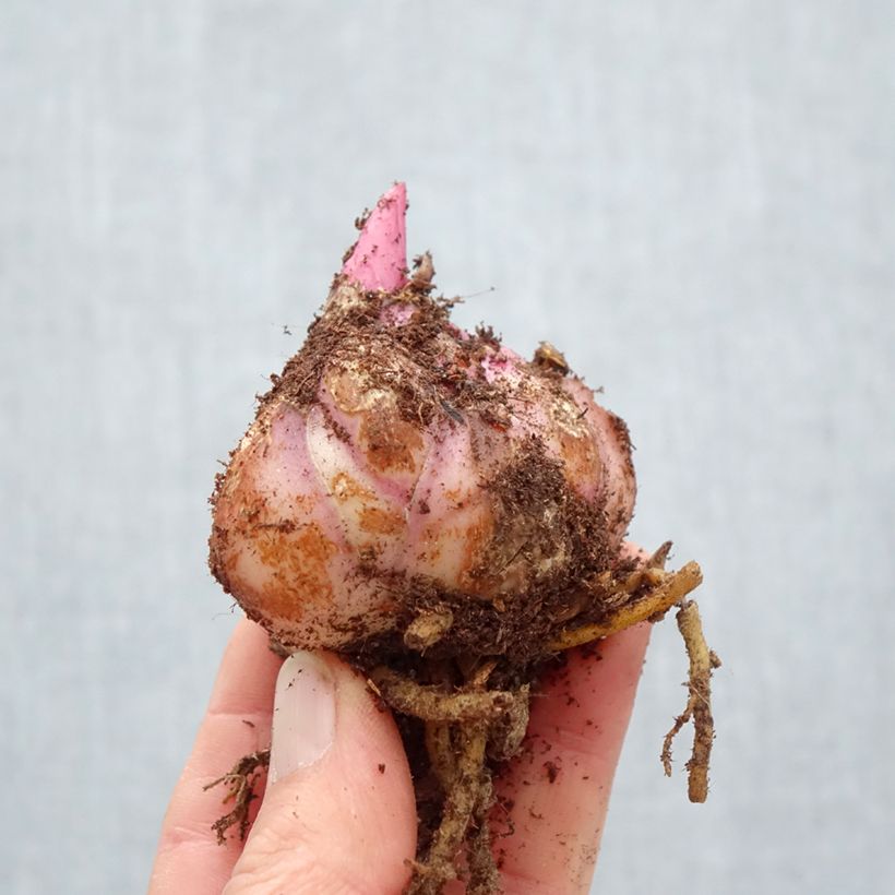 Amostra de Lis hybride oriental Gaucho Bulbe Kaliber/Größe 18/20 tal como entregue na primavera