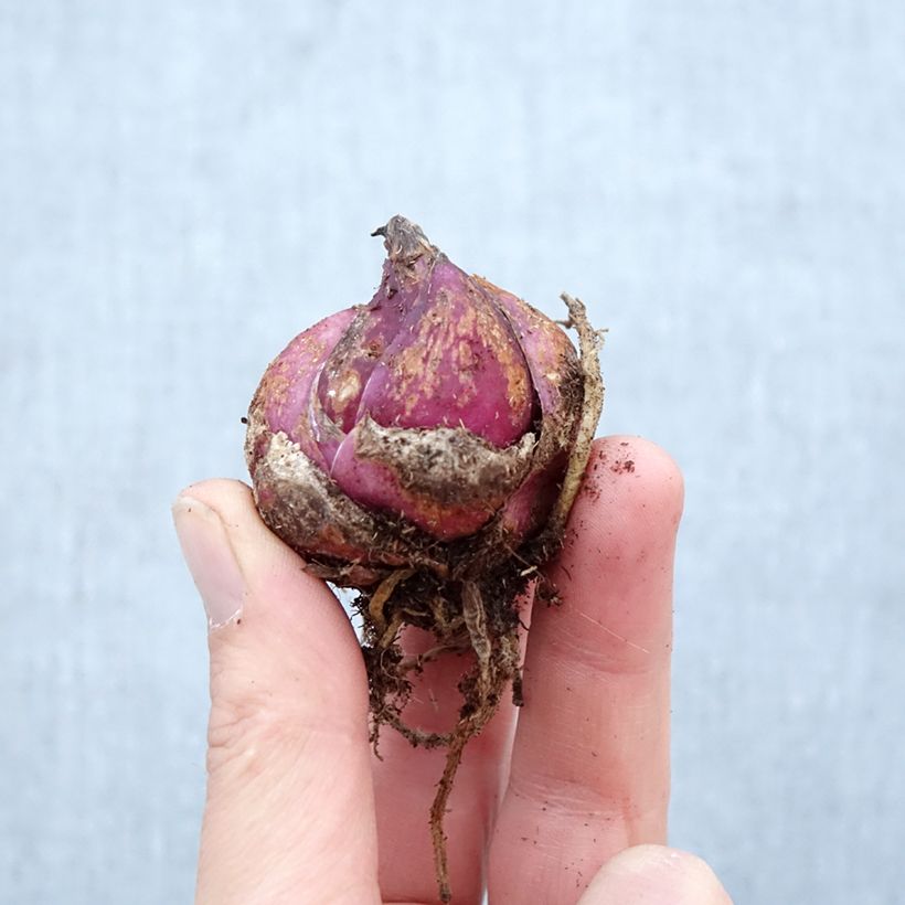 Amostra de Lírio oriental Casablanca Bulbo Calibre 16/18 tal como entregue na primavera