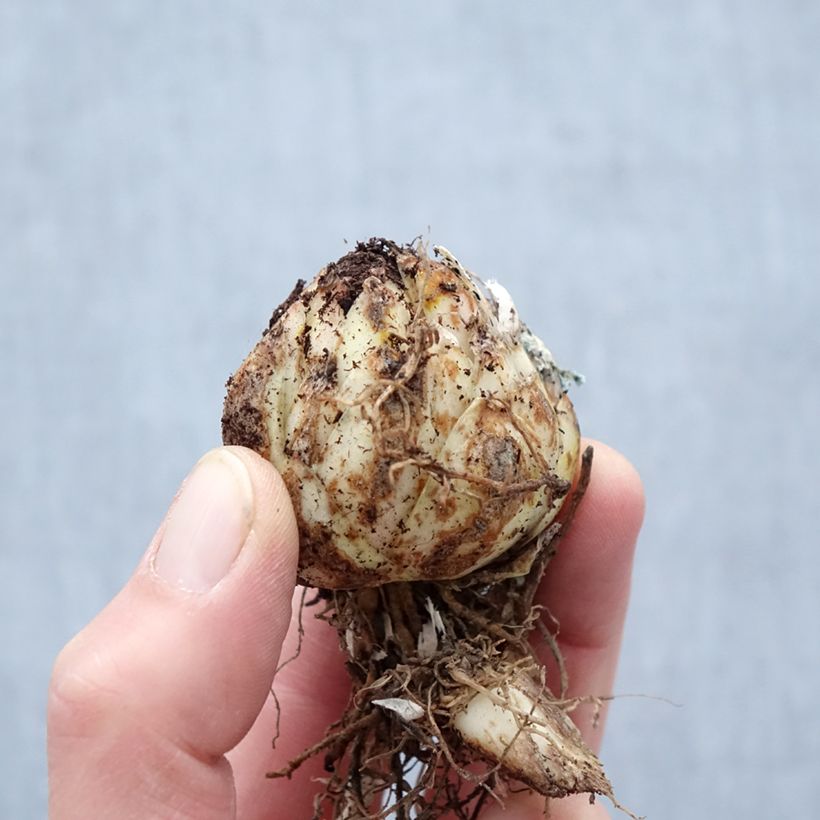 Amostra de Lírio oriental Black Beauty Bulbo Calibre 14/16 tal como entregue na primavera